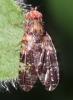 Tephritis vespertina